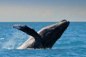 Whale Conservation