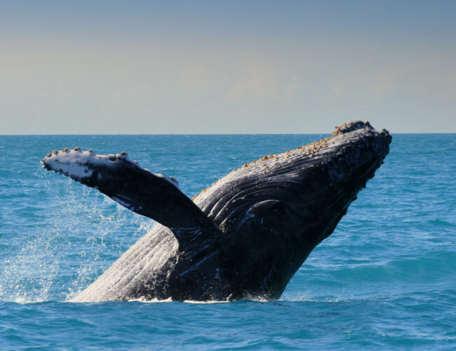 Whale Conservation