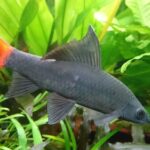 Critically Endangered Aquarium Fish