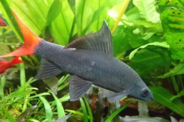 Critically Endangered Aquarium Fish