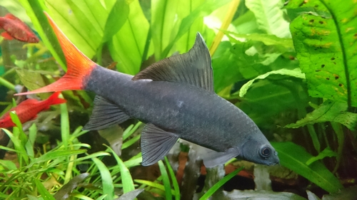 Critically Endangered Aquarium Fish
