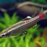 Fact Sheet: White Cloud Mountain Minnow