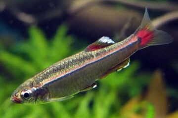 Fact Sheet: White Cloud Mountain Minnow