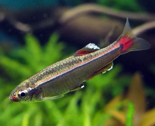 Fact Sheet: White Cloud Mountain Minnow
